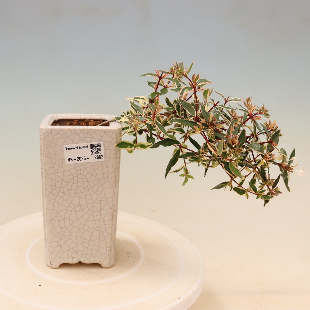 Bonsai da esterno - Abelia gr. Confetti - Abelia a fiore grande