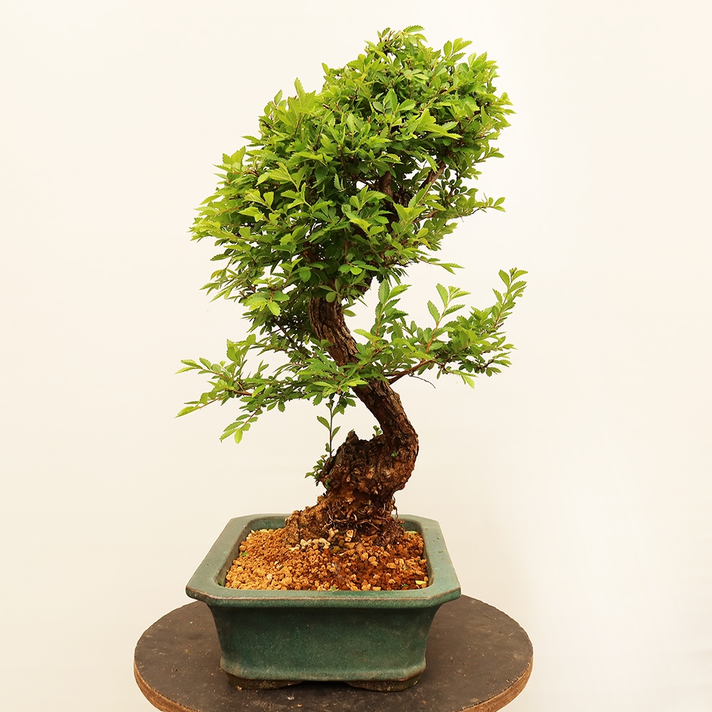 Bonsai da esterno - Zelkova - Zelkova NIRE
