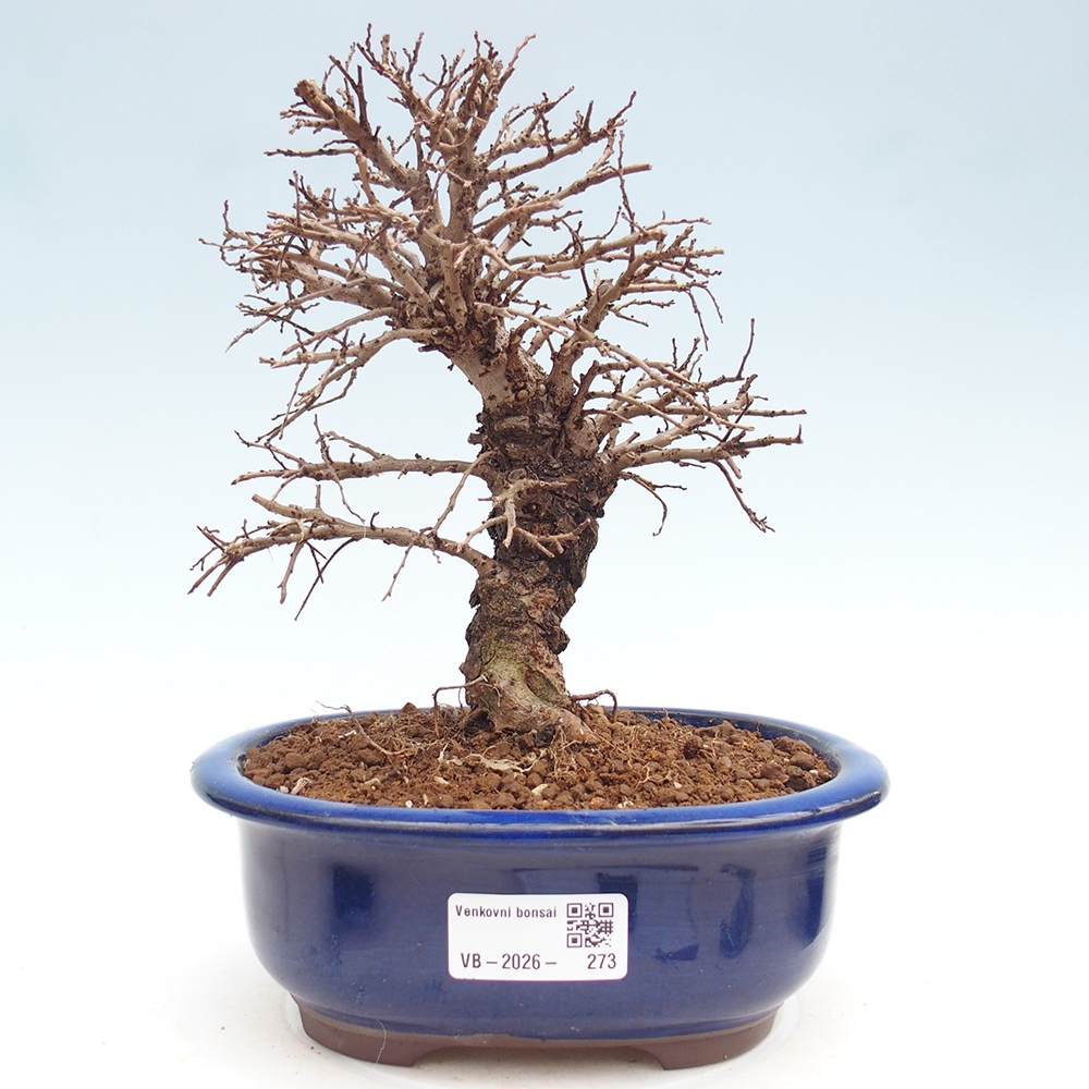 Bonsai da esterno - Zelkova - Zelkova NIRE
