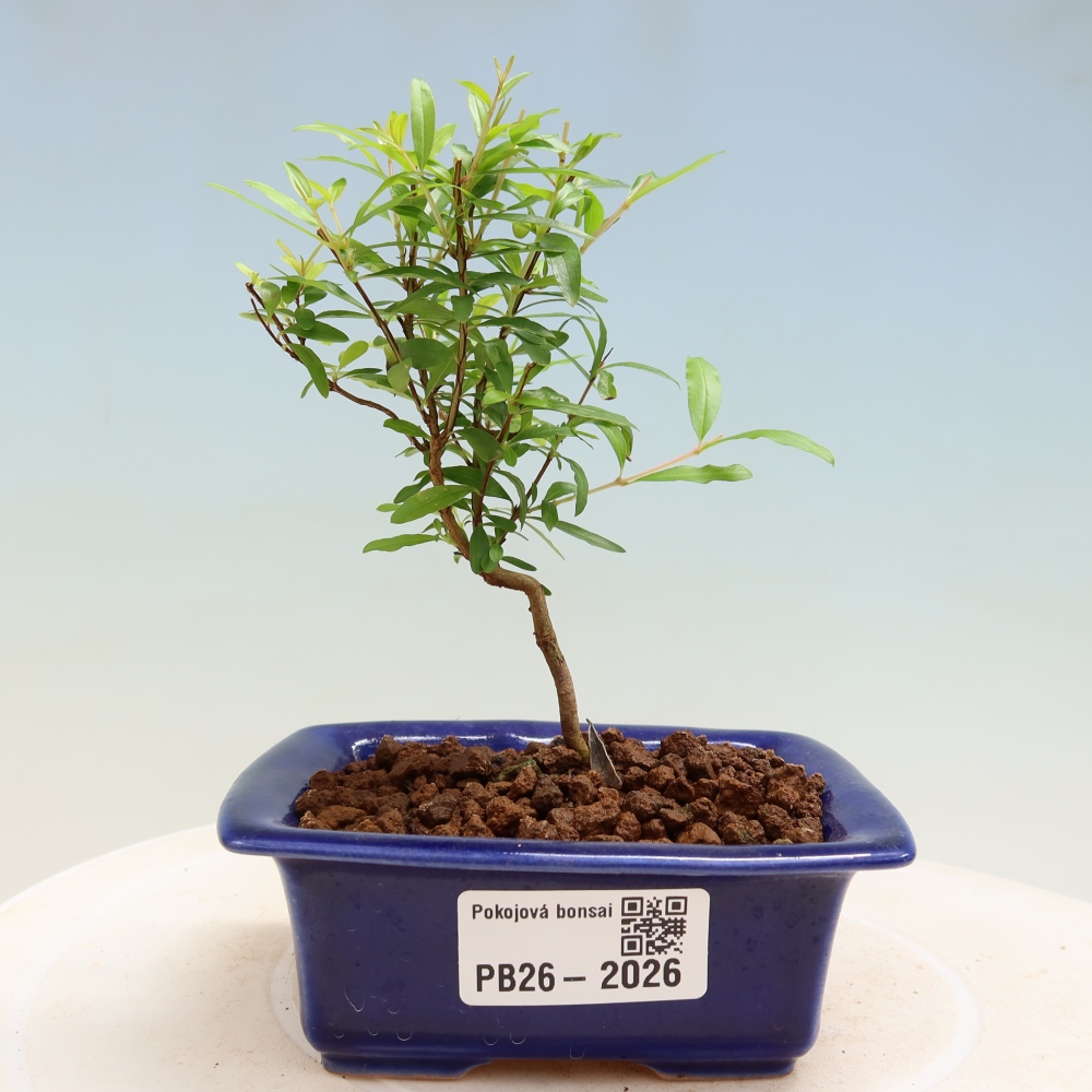 Camera bonsai-PUNICA granatum nana-Mela granata