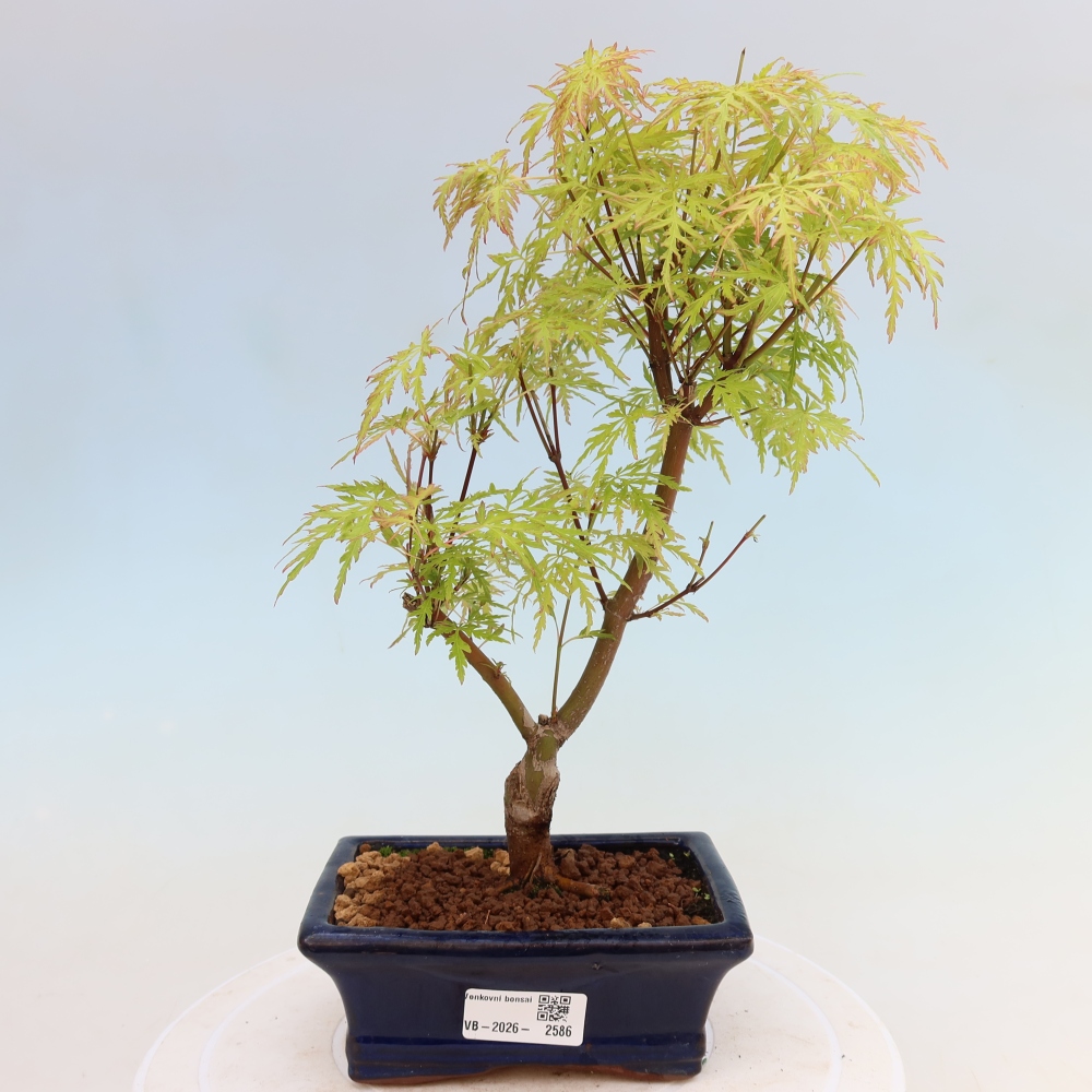 Bonsai da esterno - Acer palmatum Dissectum