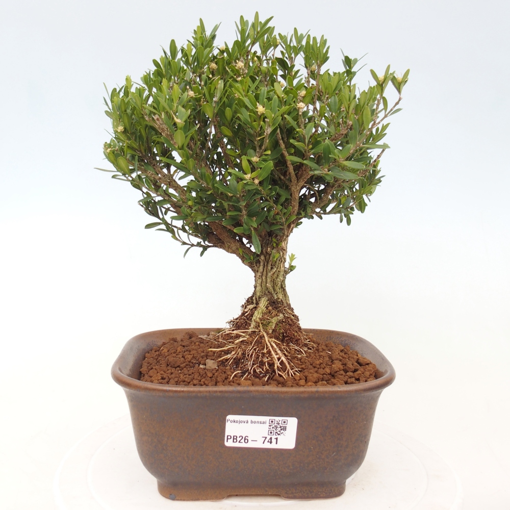 Camera bonsai - Buxus harlandii - buxus da sughero