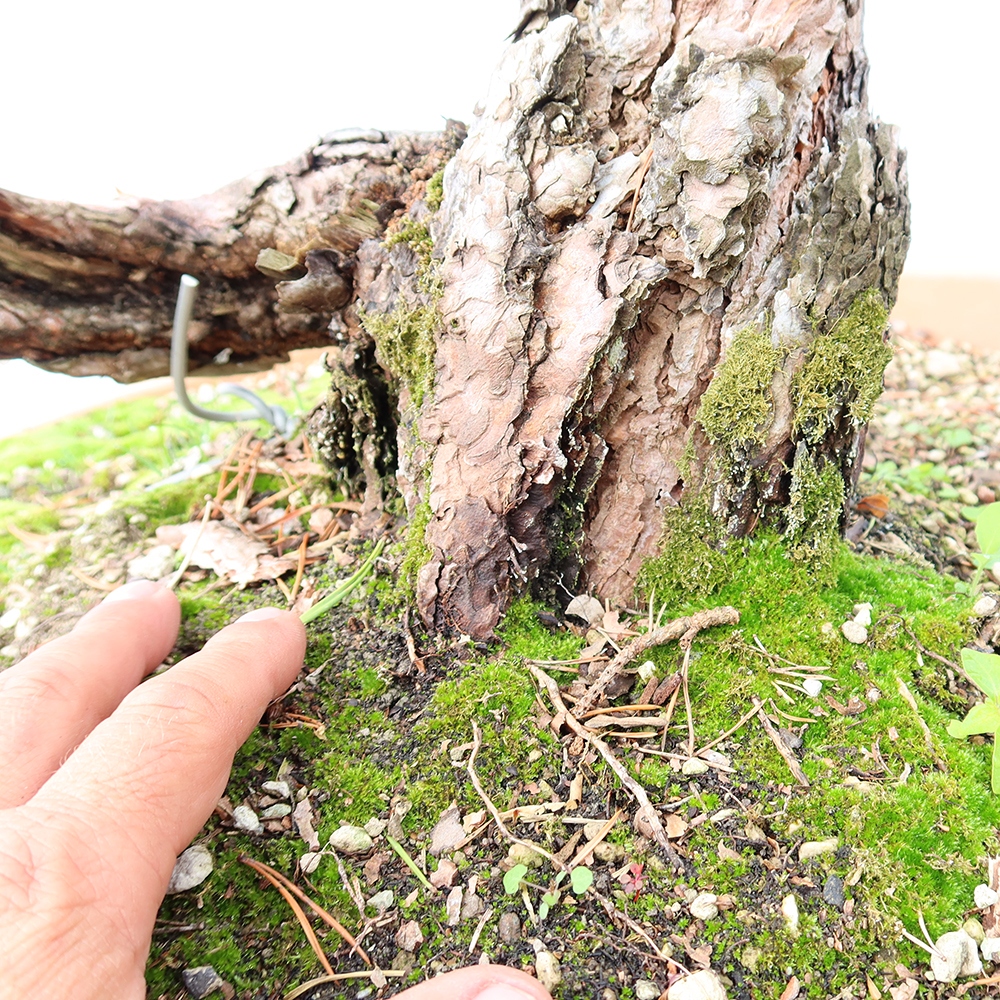 Pinus sylvestris Spagna - pino silvestre