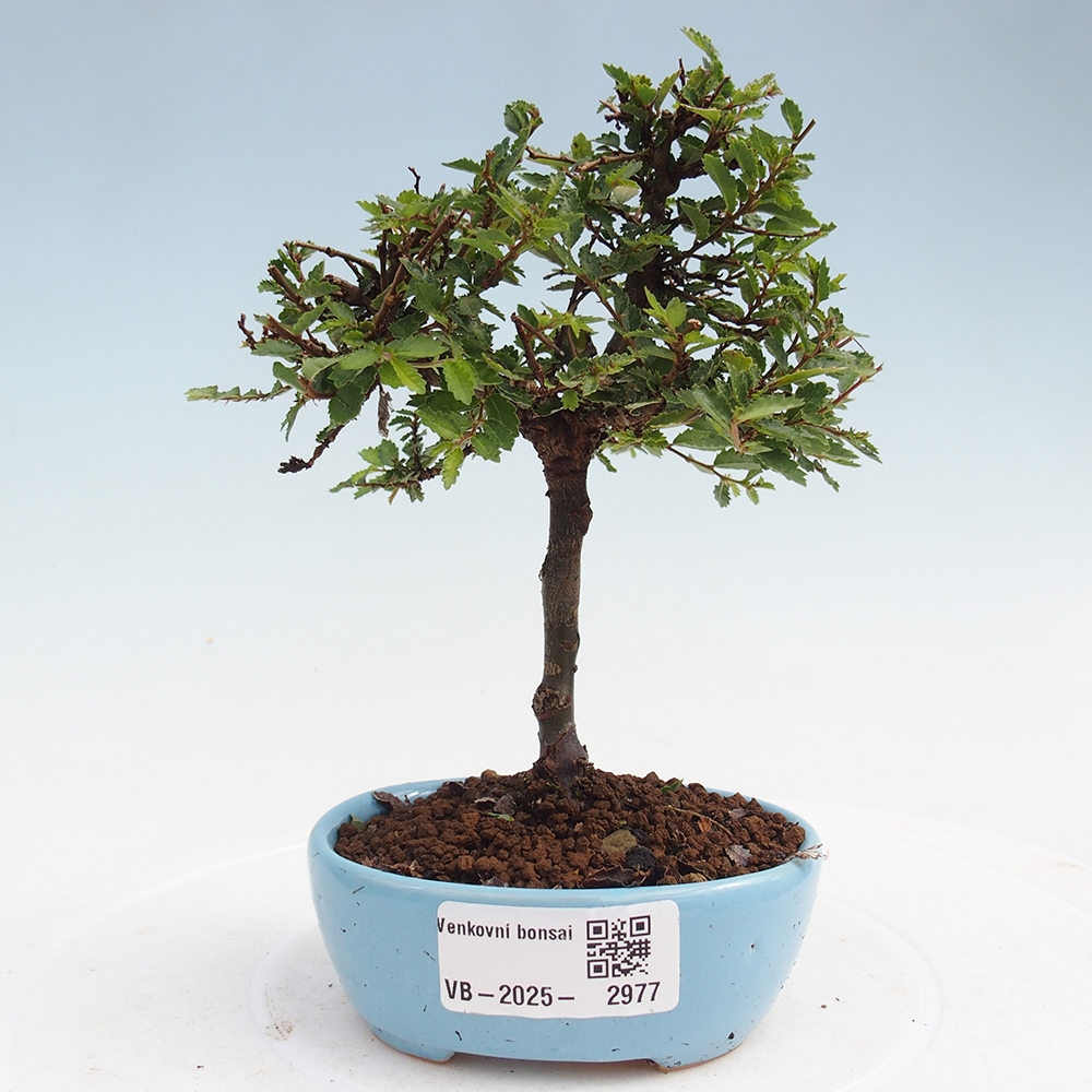 Bonsai da esterno - Ulmus parvifolia Sagei - Olmo a foglie piccole