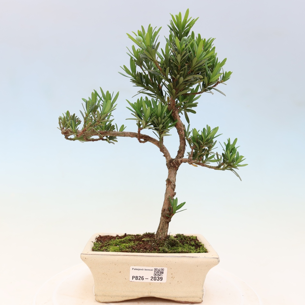 Camera bonsai - Podocarpus - Tasso delle pietre