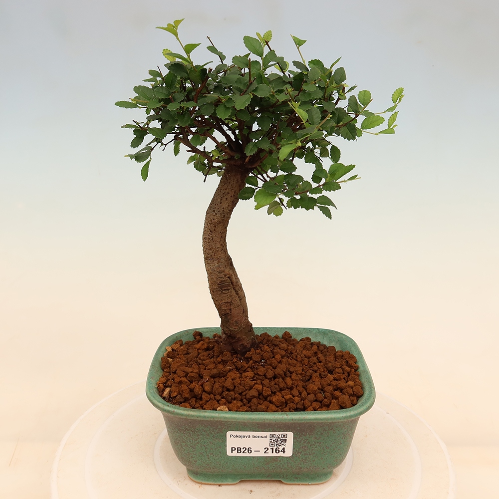 Camera bonsai - Ulmus parvifolia - Olmo a foglie piccole