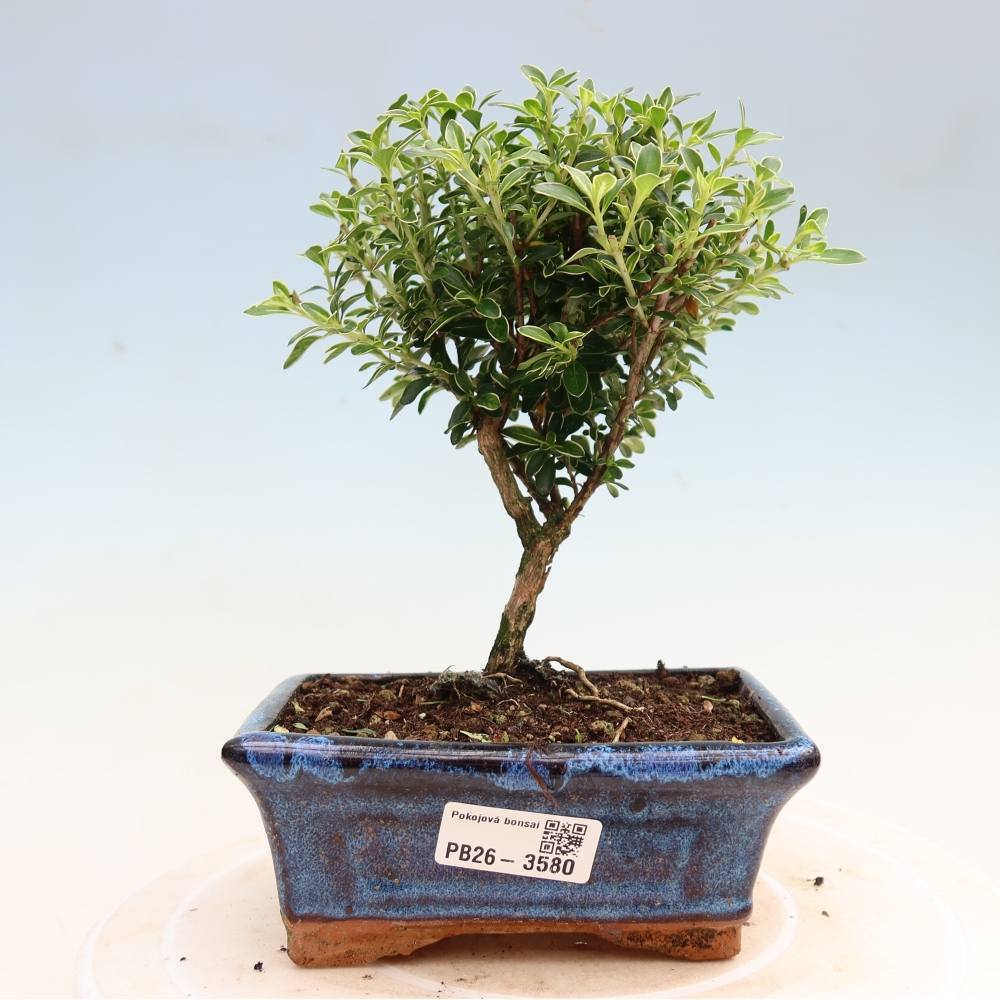 Camera bonsai - Serissa foetida Variegata - Albero delle mille stelle
