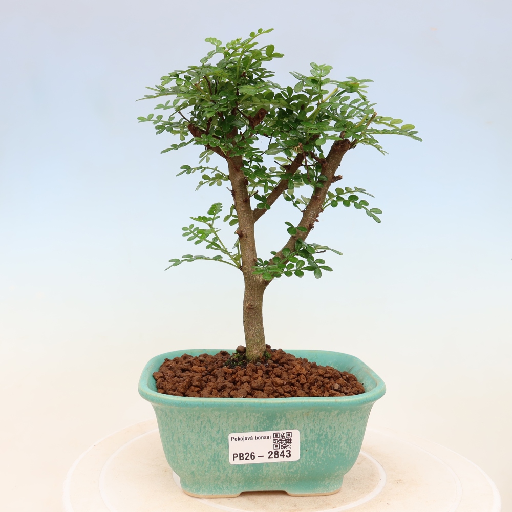 Camera bonsai - Zantoxylum piperitum - albero del pepe