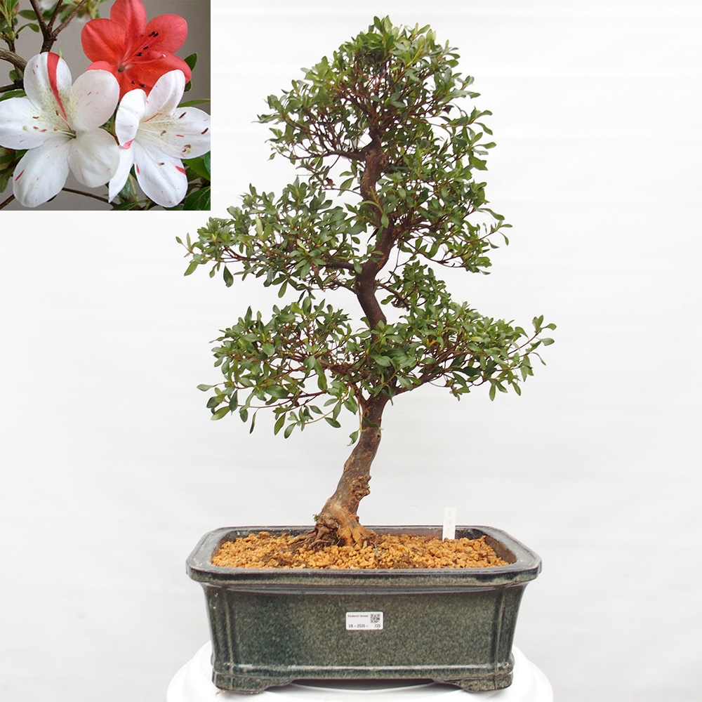 Bonsai da esterno - Azalea giapponese - Azalea Kisshoten