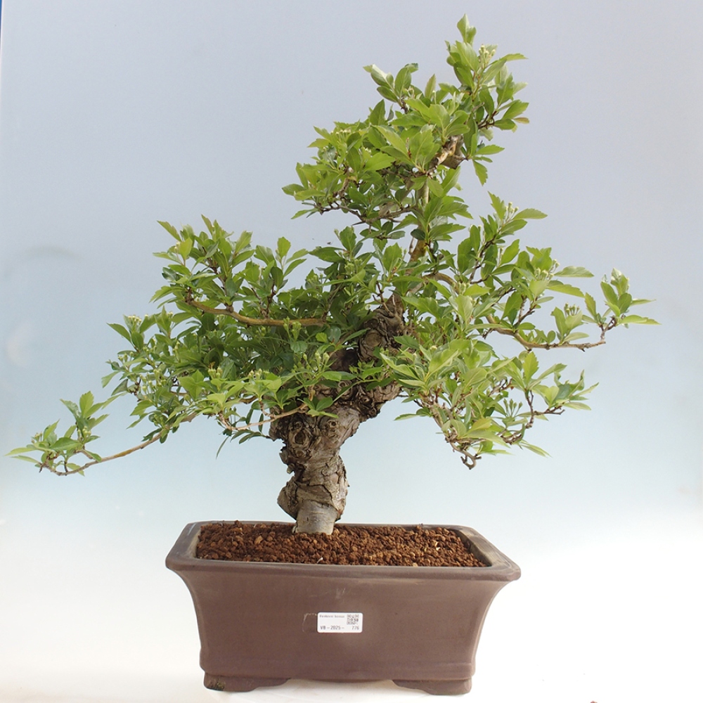 Bonsai da esterno - Biancospino - Crataegus cuneata