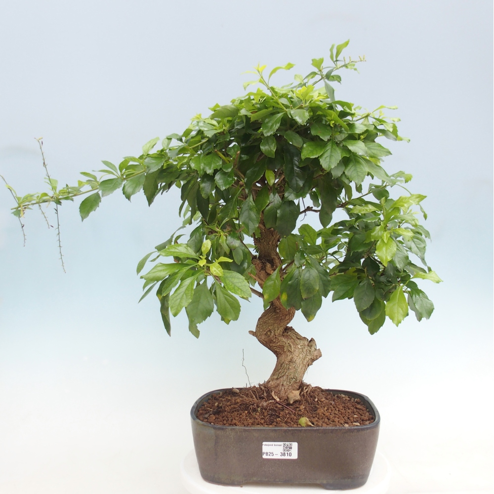 Camera bonsai - Duranta repens -Duranta