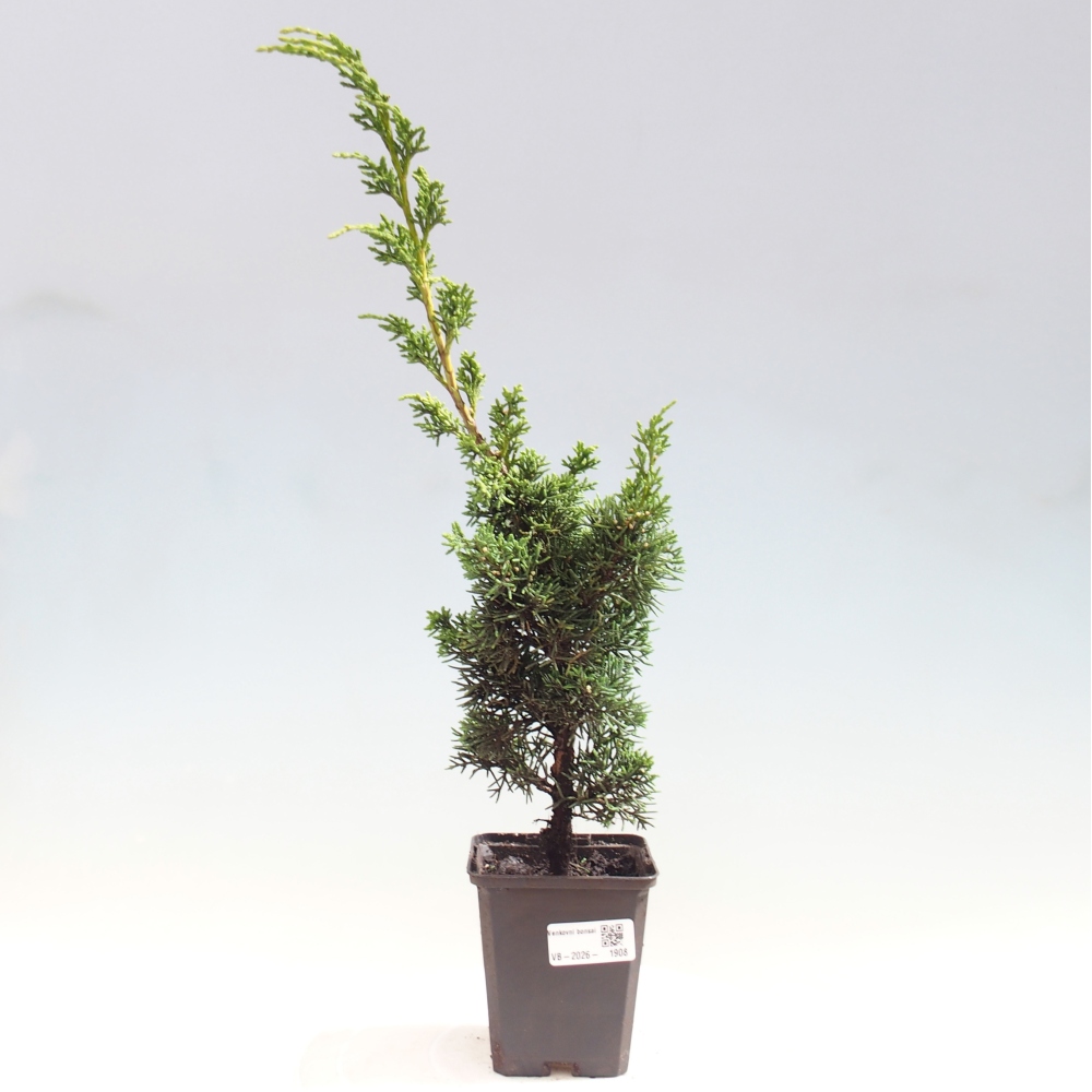 Bonsai da esterno - Juniperus chinensis Kishu