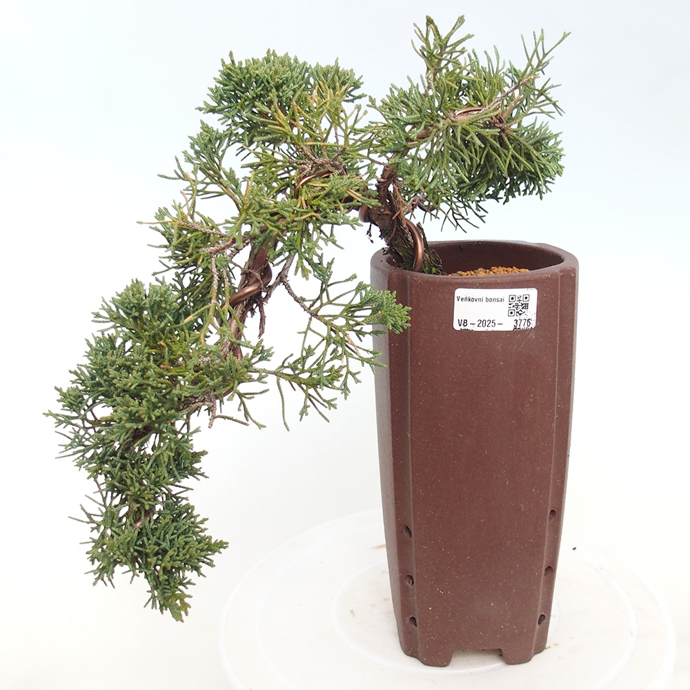 Bonsai da esterno - Juniperus chinensis Kishu