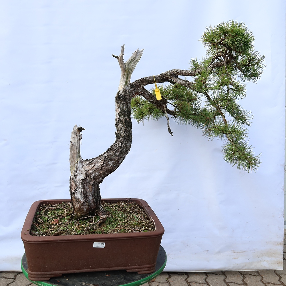 Pinus sylvestris Spagna - pino silvestre
