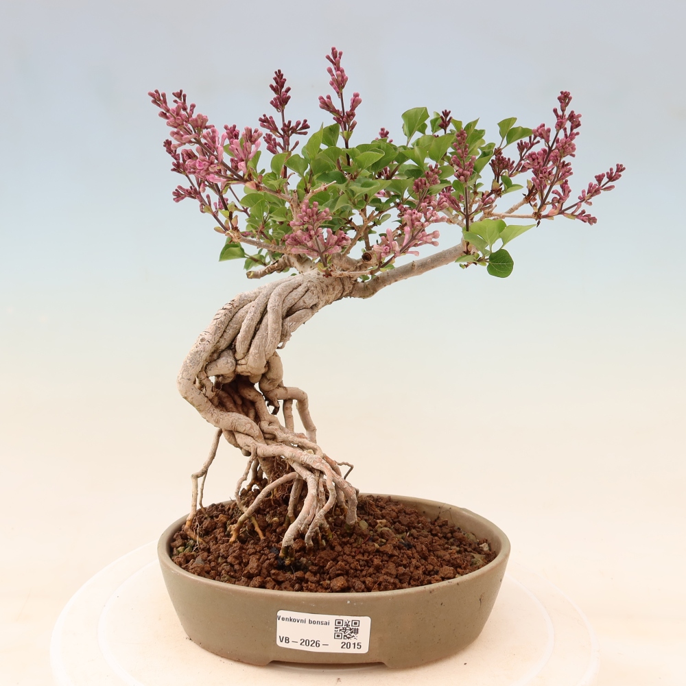 Bonsai da esterno - Syringa microphylla - lillà a fiore piccolo