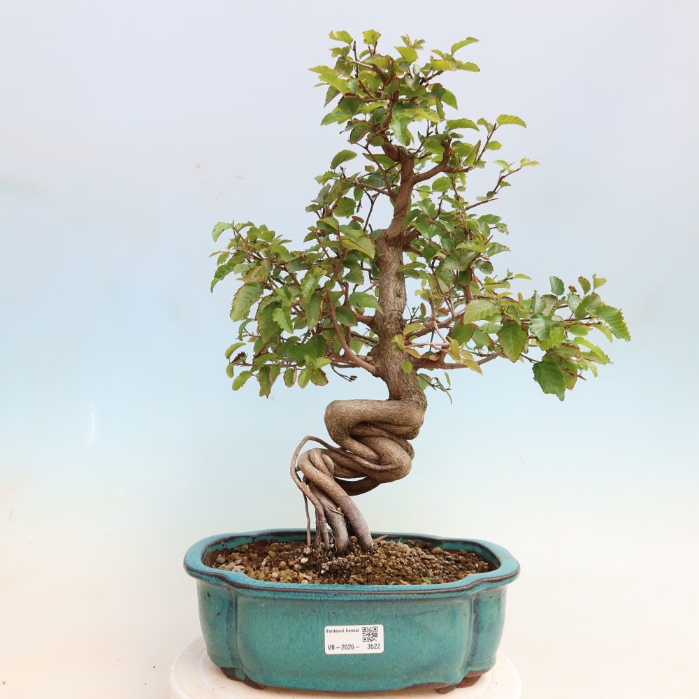 Bonsai da esterno -Carpinus CARPINOIDES - Carpino coreano