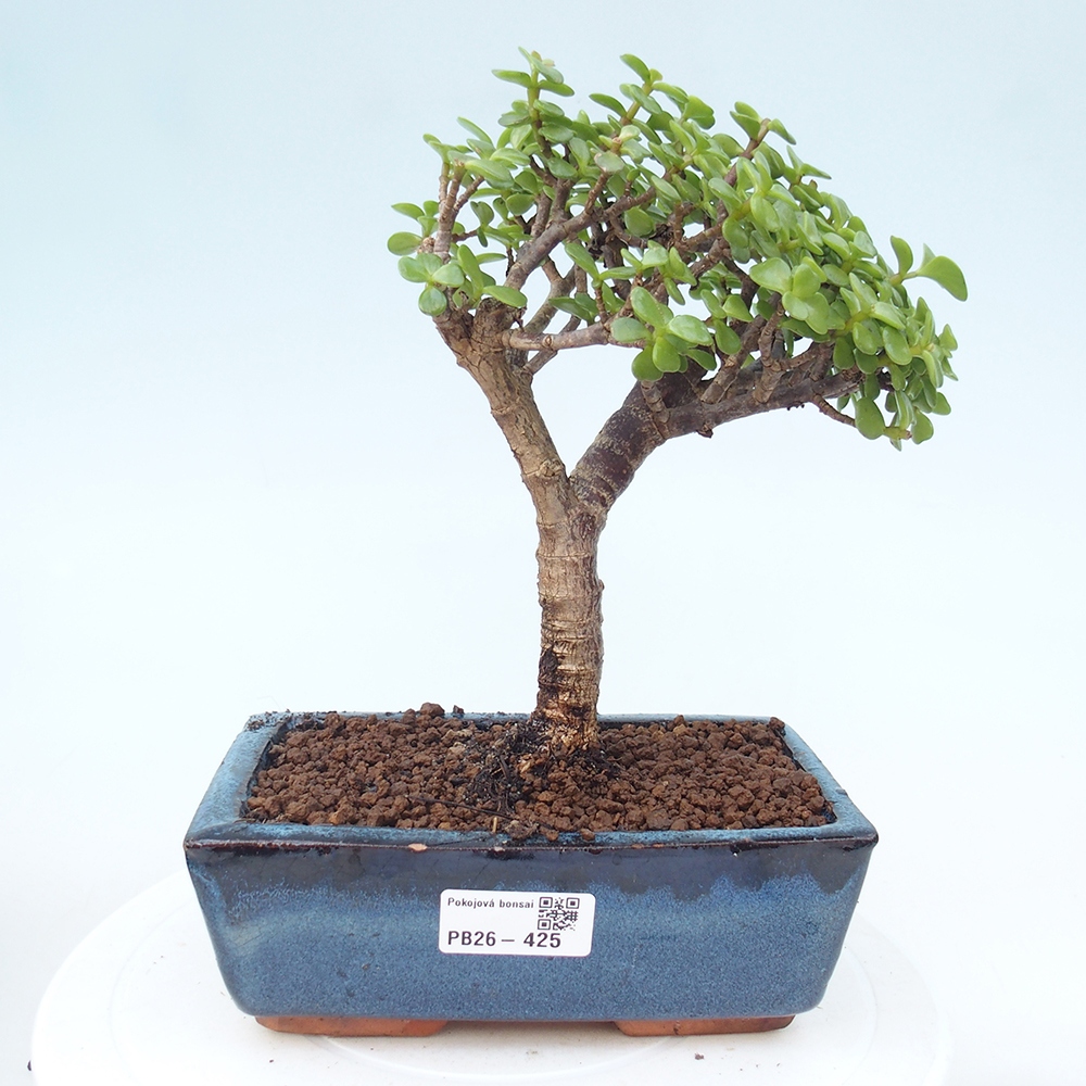Camera bonsai - Portulakaria Afra - Tlustice