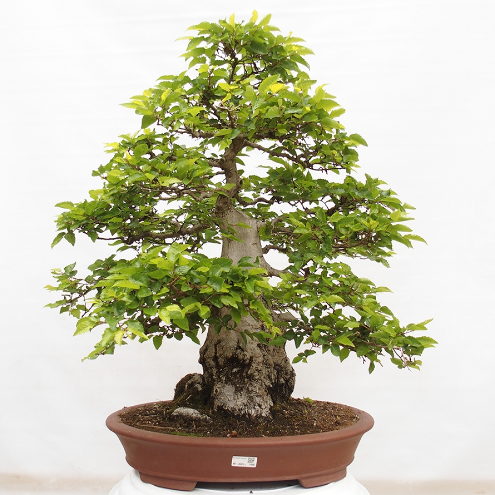 Bonsai da esterno -Carpinus CARPINOIDES - Carpino coreano