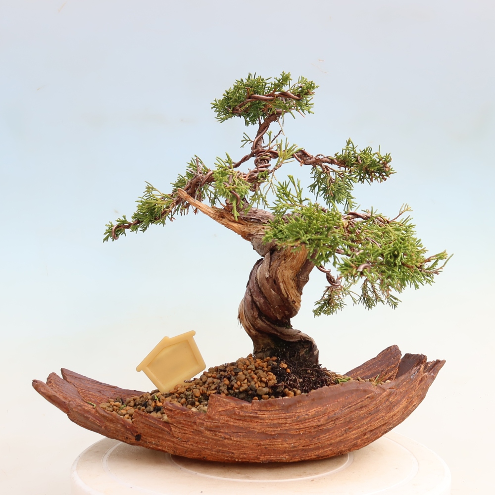 Bonsai da esterno - Juniperus chinensis Itoigawa-Juniperus chinensis
