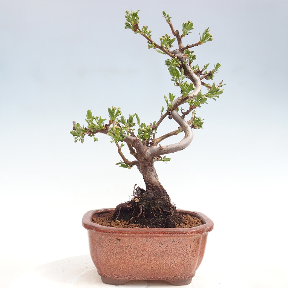 Bonsai da esterno - Malus sargentii - Melo a frutto piccolo