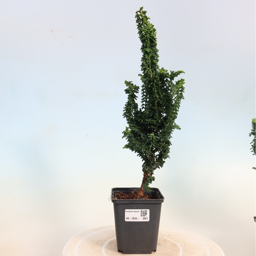 Bonsai da esterno - Cham. obtusa SEKKA HINOKI - Cipresso