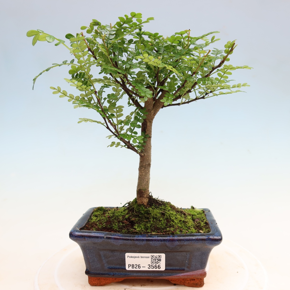 Camera bonsai - Zantoxylum piperitum - albero del pepe