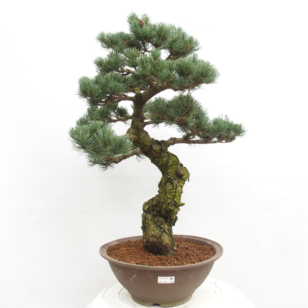 Bonsai da esterno - Pinus parviflora - Pinus parviflora