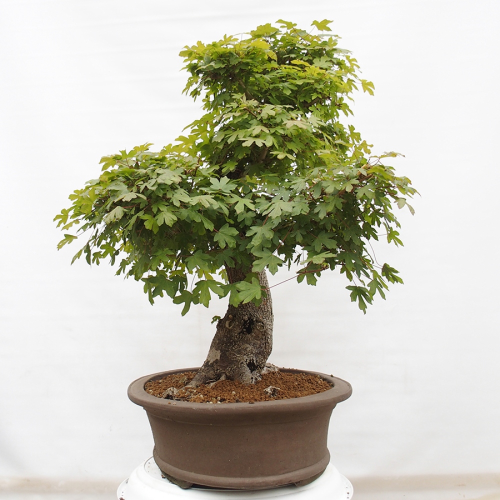 Bonsai da esterno - Acero francese - Acer Nonspessulanum