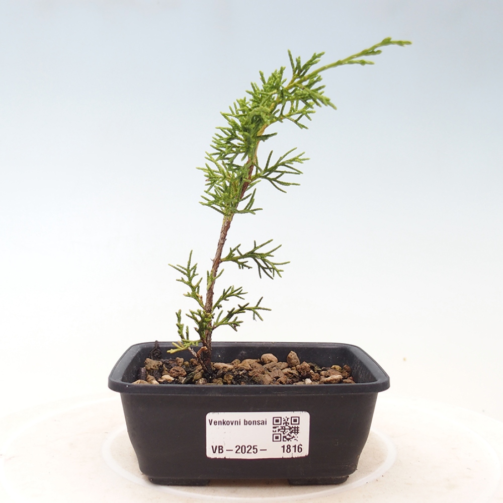 Bonsai da esterno - Juniperus chinensis Itoigawa
