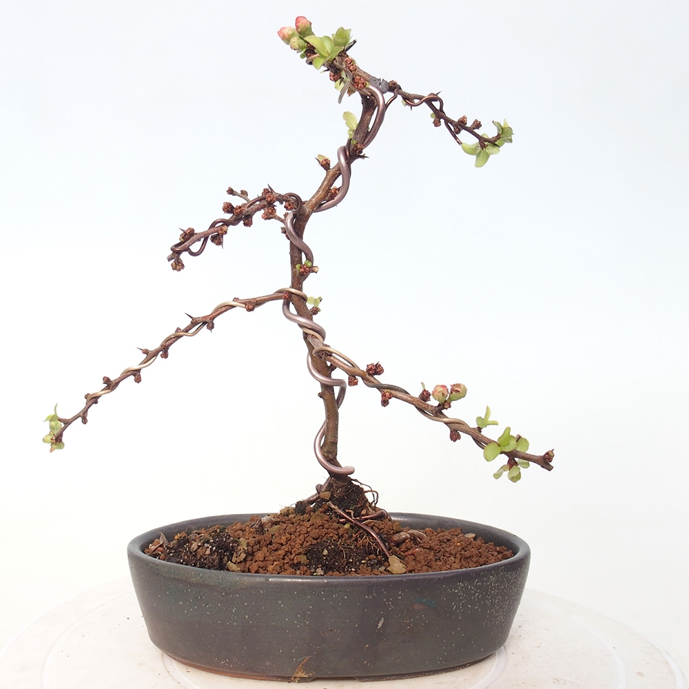Bonsai da esterno - Chaneomeles s. Red Joy - Cotogno