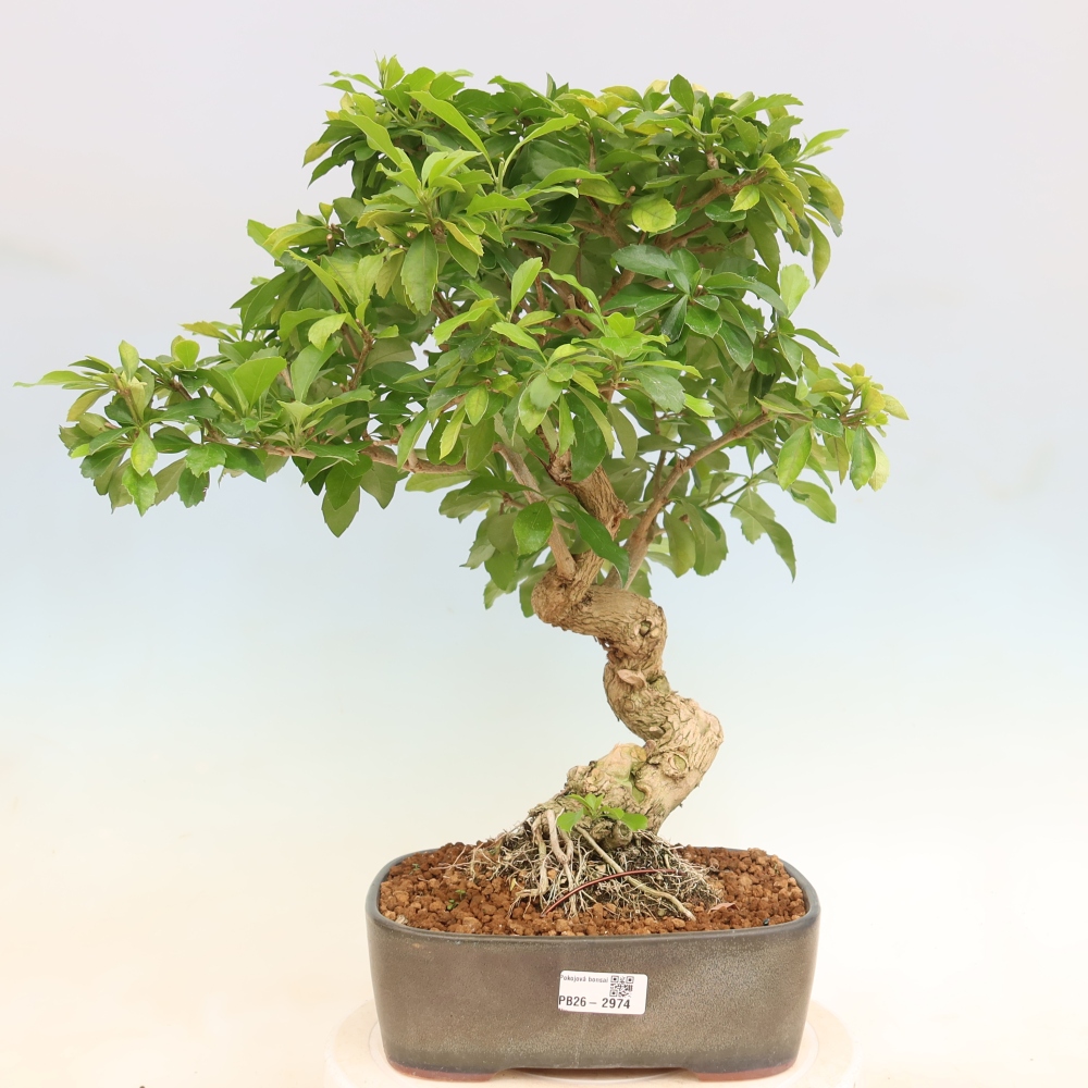 Camera bonsai - Duranta erecta Aurea
