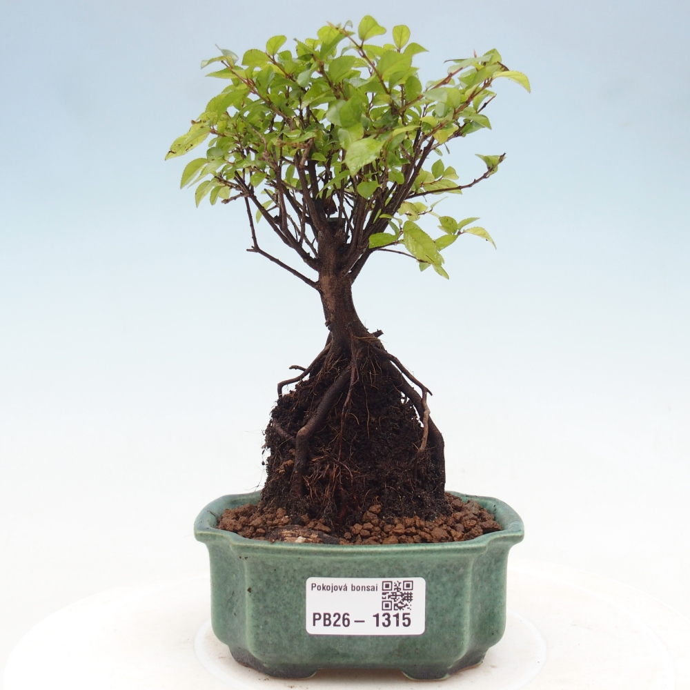 Camera bonsai - Sageretia thea - Sageretia thea