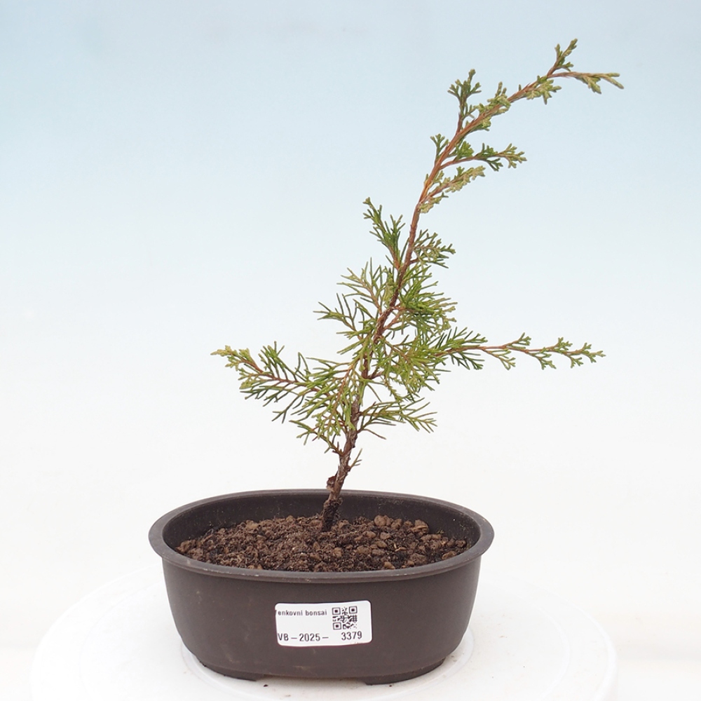 Bonsai da esterno - Juniperus chinensis Itoigawa