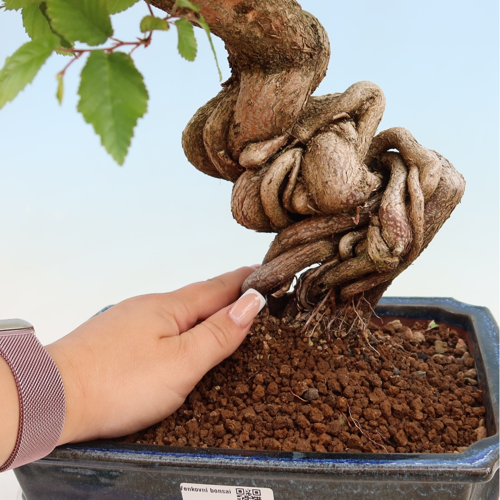 Bonsai da esterno -Carpinus Coreana - Carpino coreano