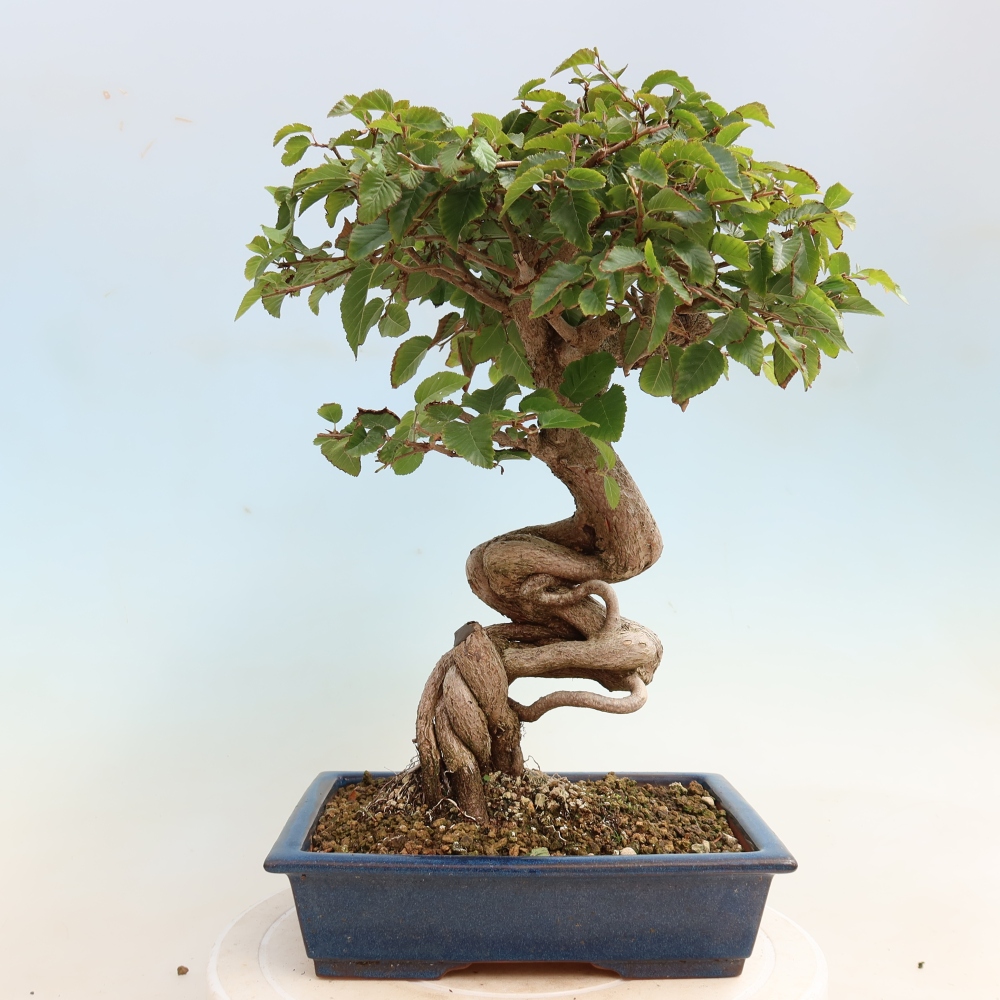 Bonsai da esterno -Carpinus CARPINOIDES - Carpino coreano