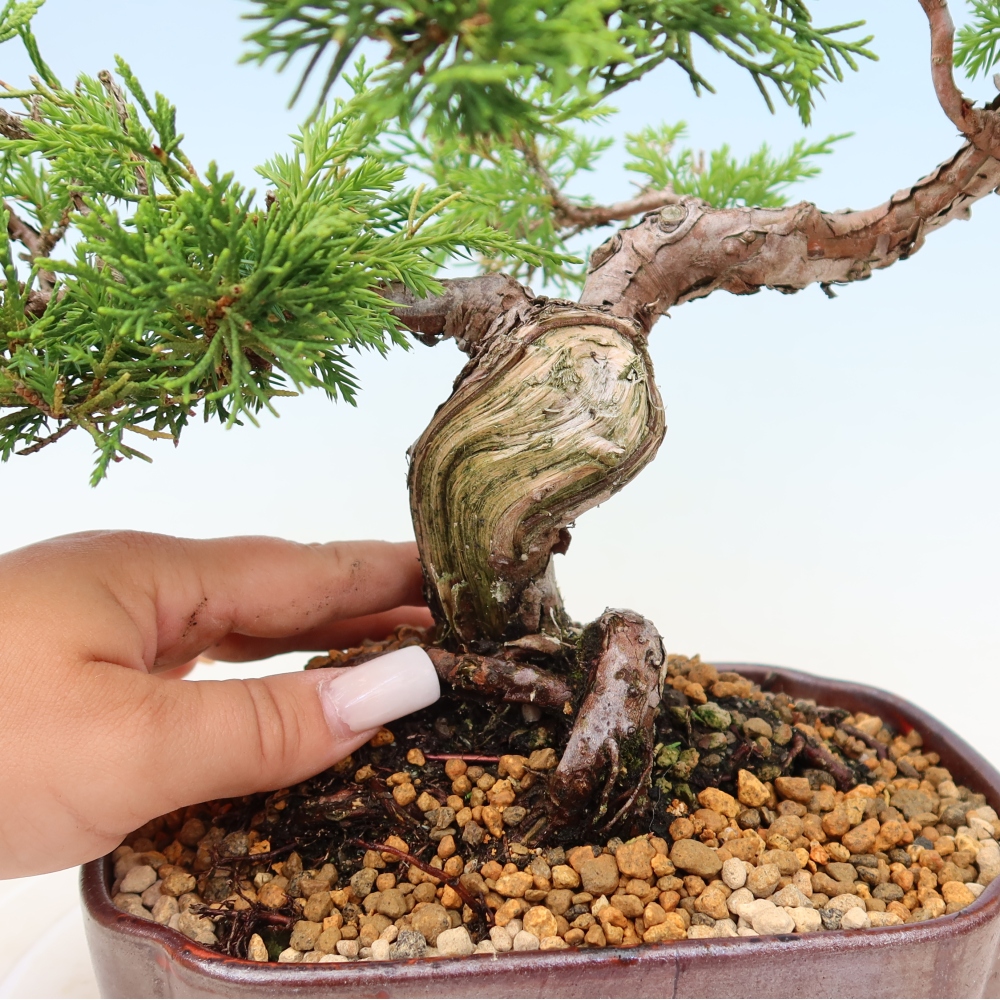 Bonsai da esterno - Juniperus chinensis Itoigawa