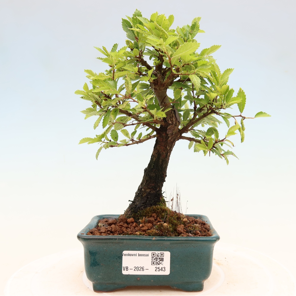 Bonsai da esterno - Zelkova - Zelkova NIRE