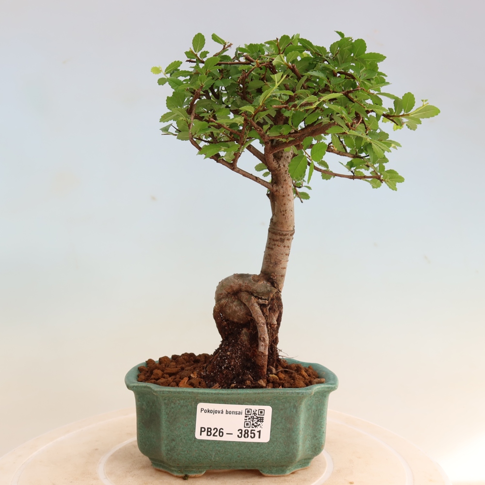 Camera bonsai - Ulmus parvifolia - Olmo a foglie piccole