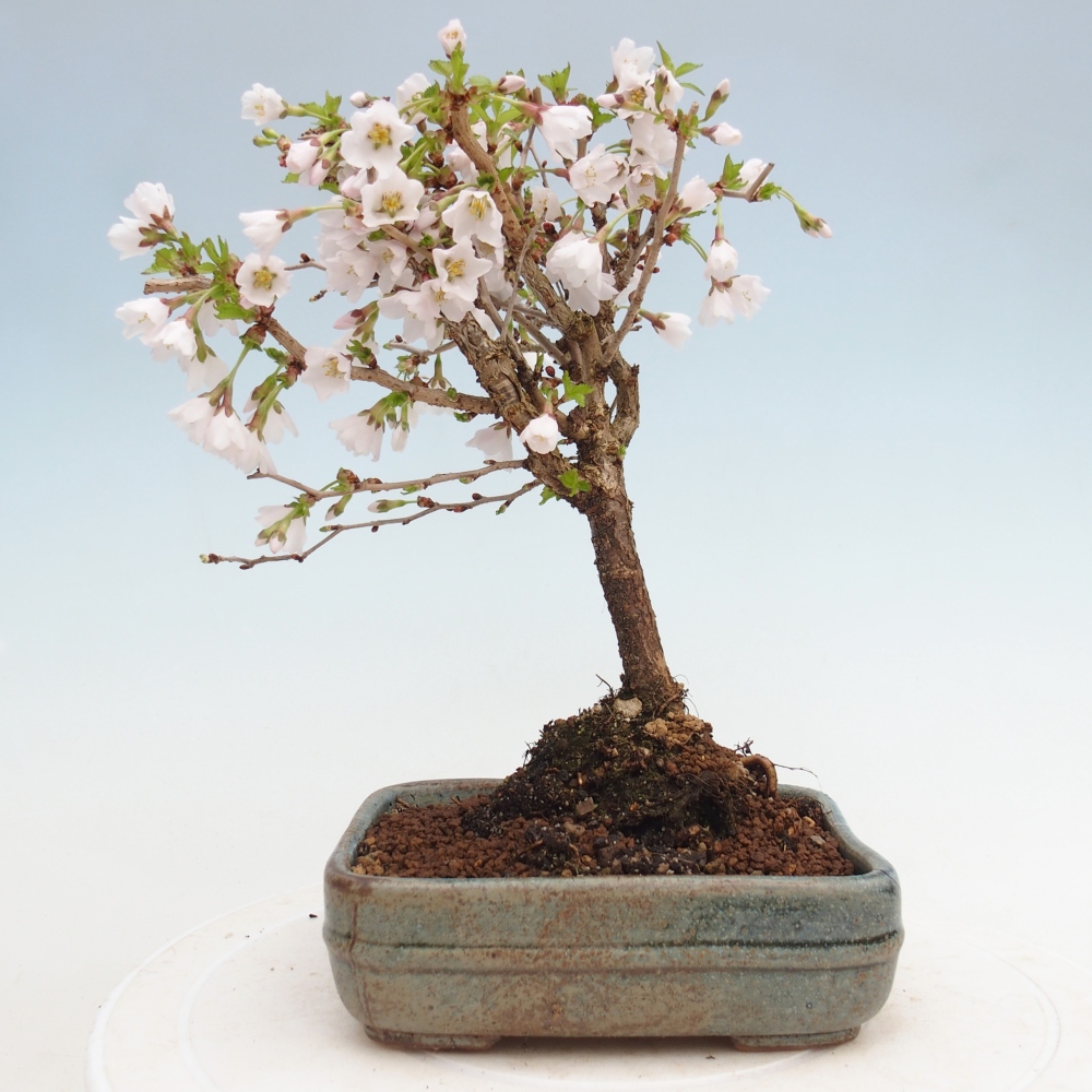 Bonsai da esterno - Prunus incisa Kojou-no mai-Plivon ritagliato