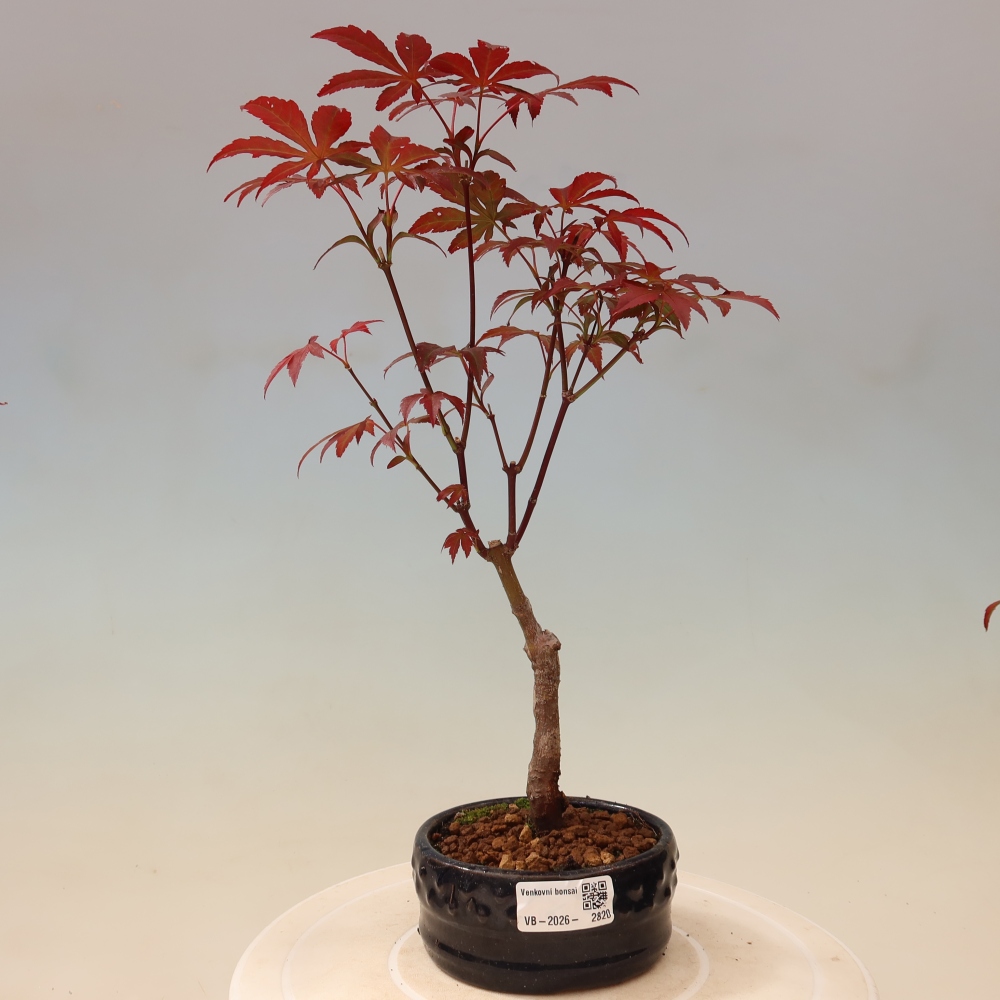Bonsai da esterno - Palma Acer. Atropurpureum-Javor palmate
