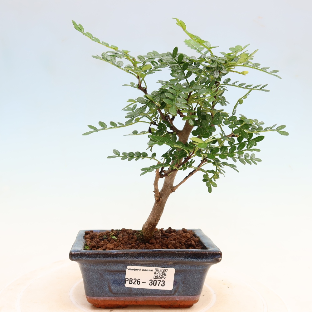 Camera bonsai - Zantoxylum piperitum - albero del pepe