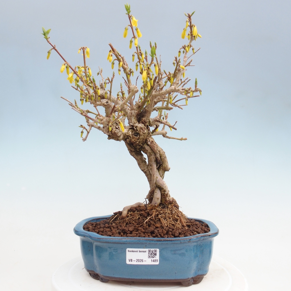 Bonsai da esterno - Zlatice - Forsythia koreana