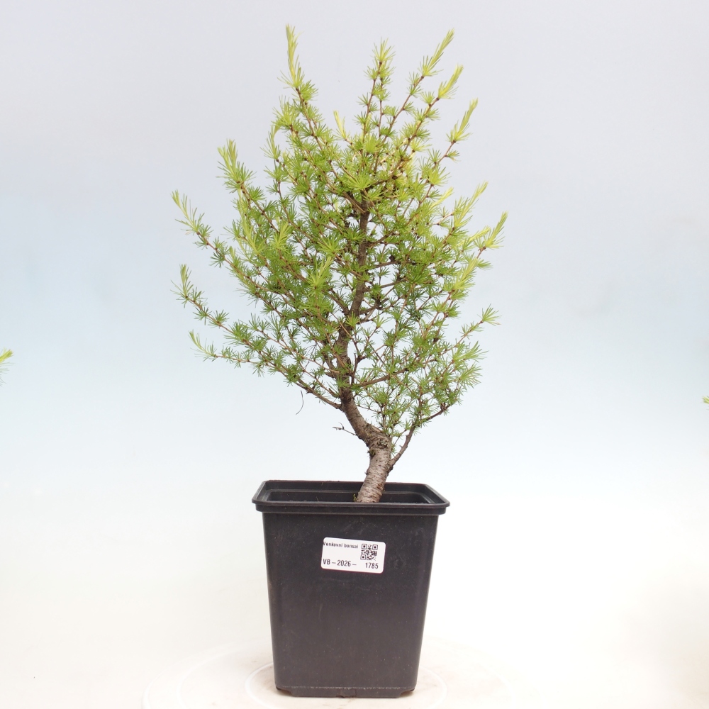 Bonsai da esterno -Larix decidua - Larice
