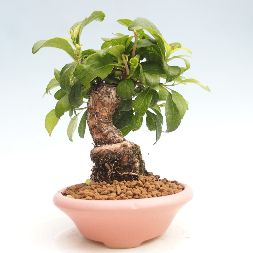 Bonsai da esterno - Celastrus orbiculatus