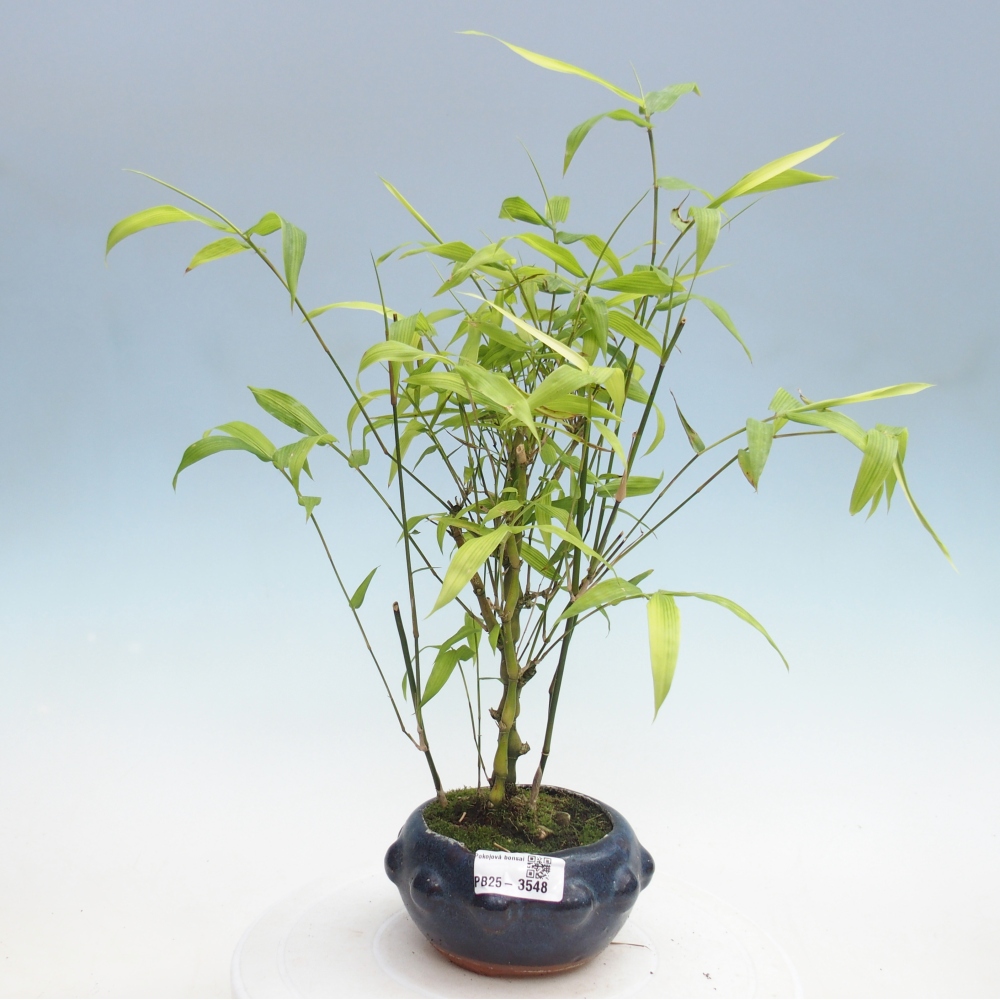 Camera bonsai - Bamboo budha-Bamboo budha belly