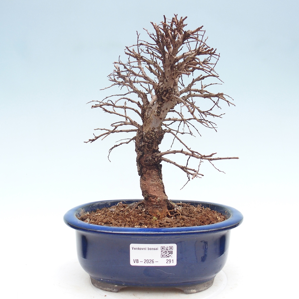 Bonsai da esterno - Zelkova - Zelkova NIRE