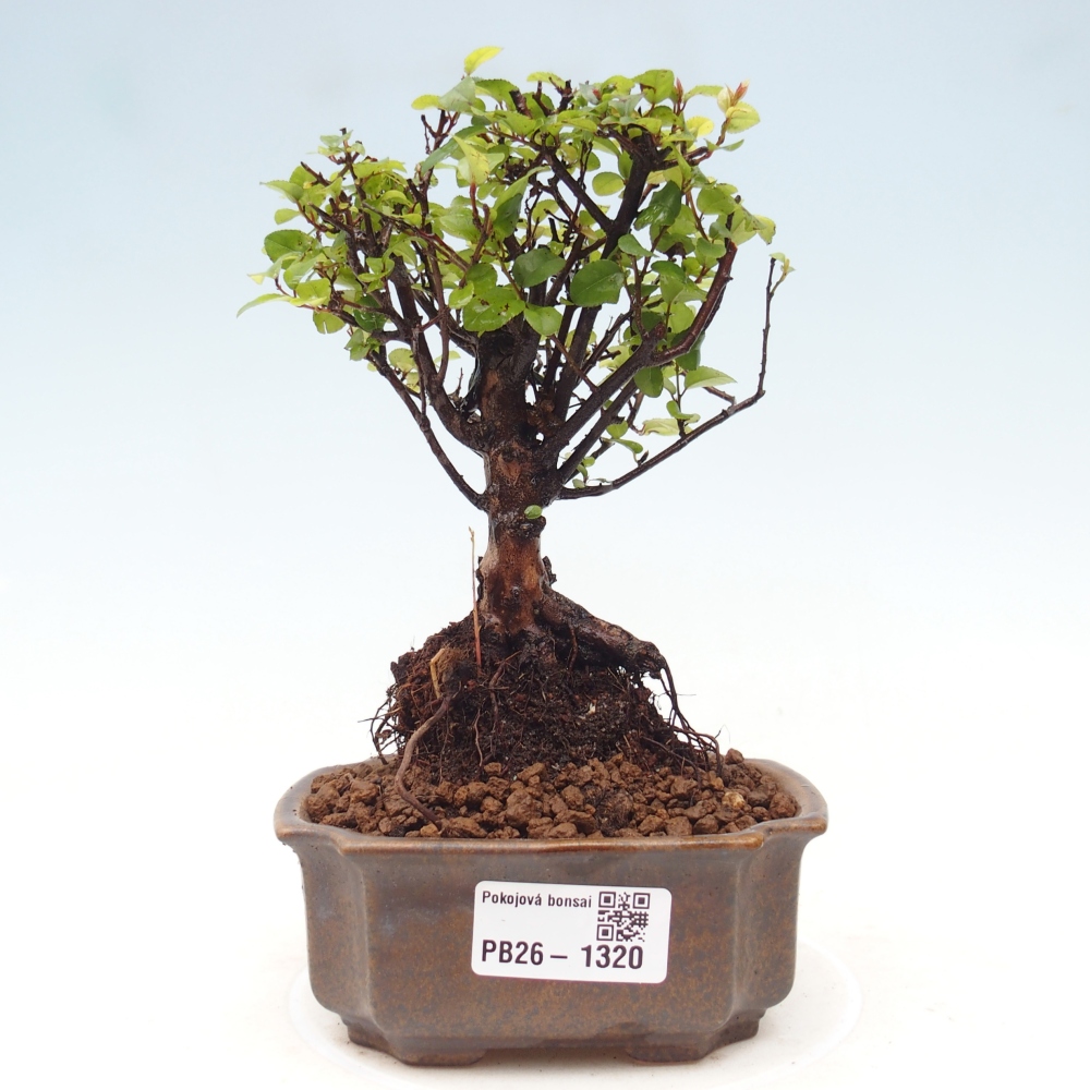 Camera bonsai - Sageretia thea - Sageretia thea