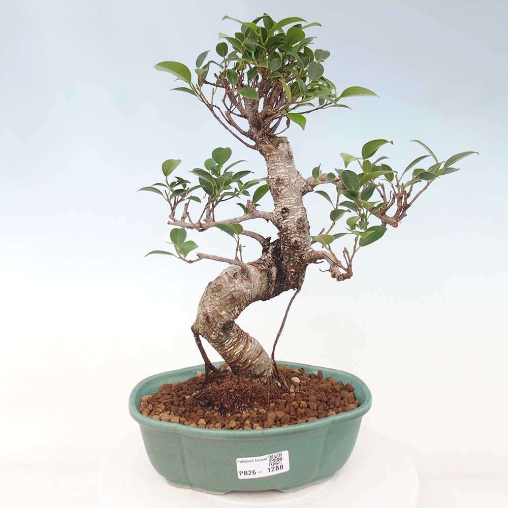 Camera bonsai - Ficus retusa - ficus a foglie piccole