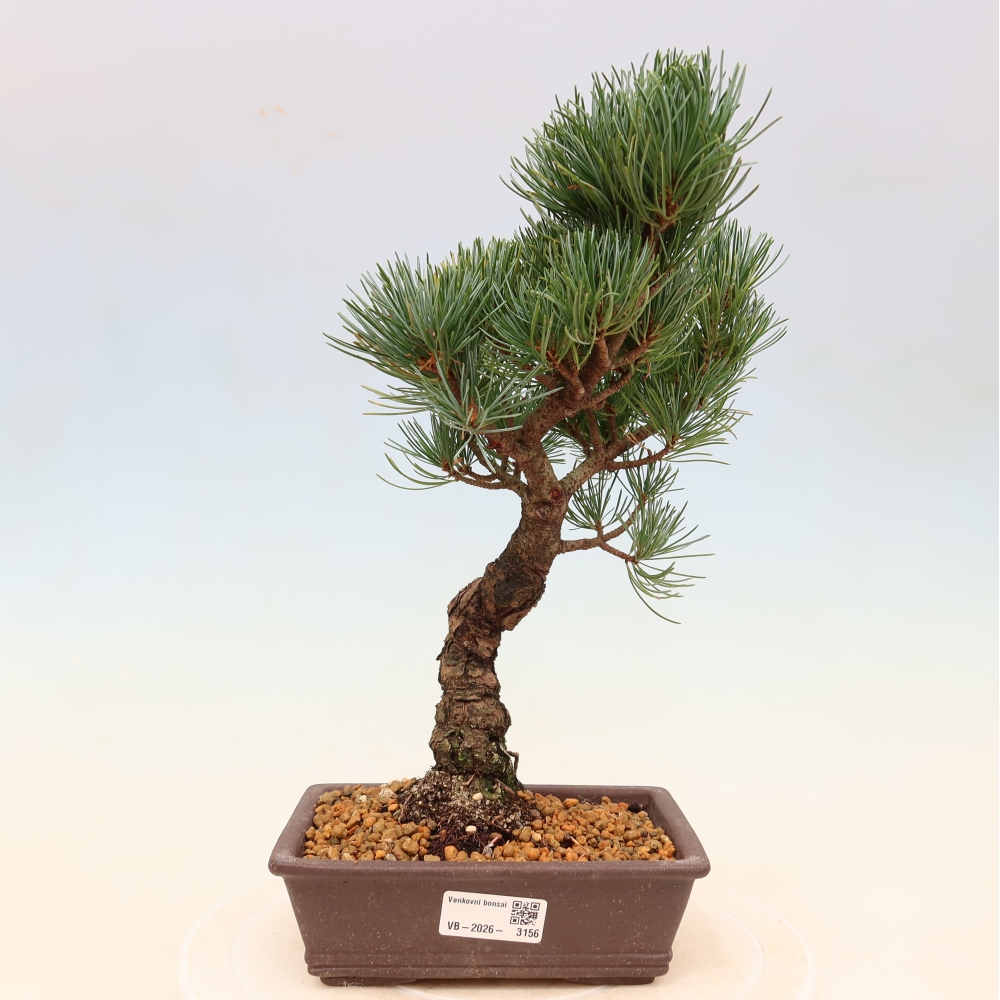Bonsai da esterno - Pinus parviflora - Pinus parviflora
