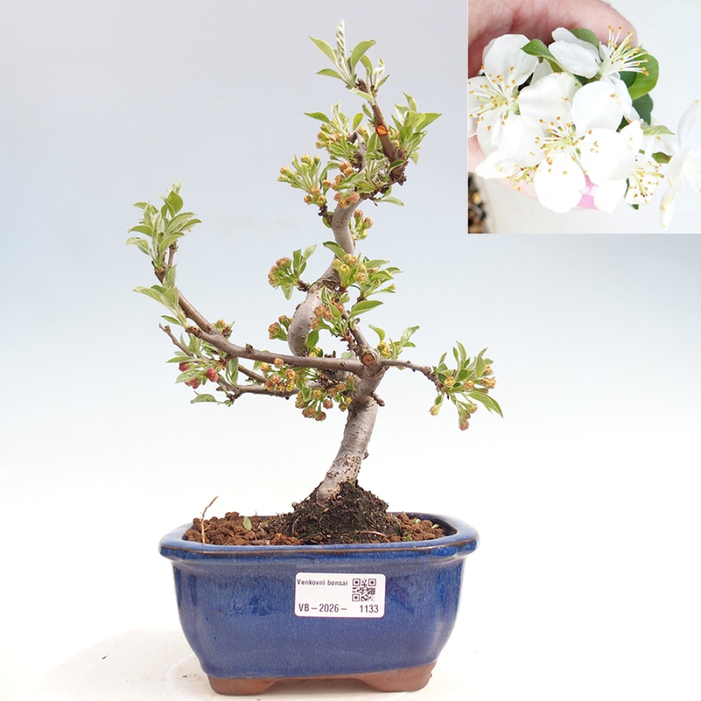 Bonsai da esterno - Malus sargentii - Melo a frutto piccolo